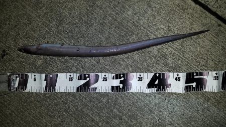 石津浜　太刀魚釣れてます。