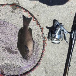 やっとグレの顔見れた