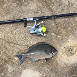 マダイがダメならグレを