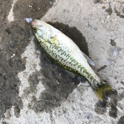 アジングタックルで