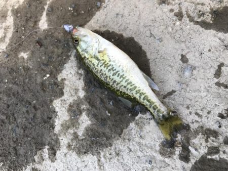 アジングタックルで