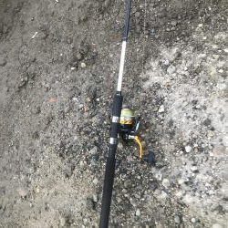 久しぶりのシーバス