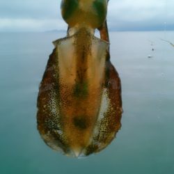 スモールオータム