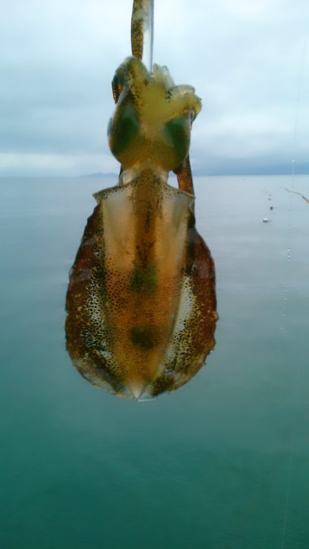 スモールオータム