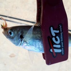 伊勢湾アジング