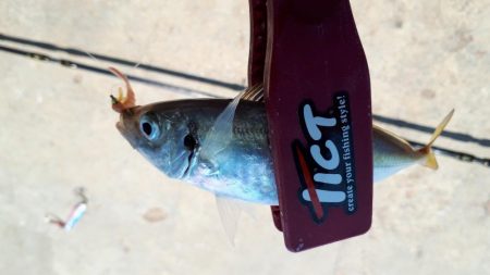 伊勢湾アジング