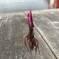 播磨新島タコ(2018-6)