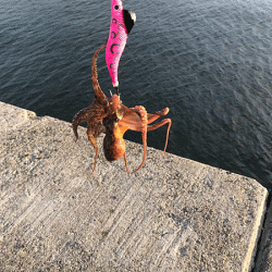 播磨新島タコ(2018-7)