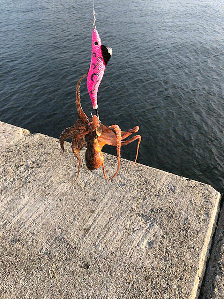 播磨新島タコ(2018-7)