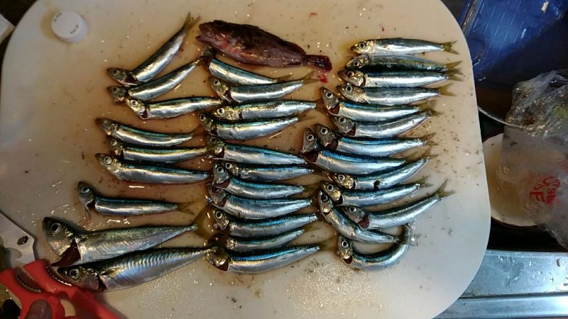 イワシが爆釣