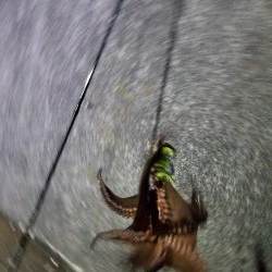 タコーレでタコつったーれ。