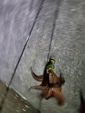 タコーレでタコつったーれ。