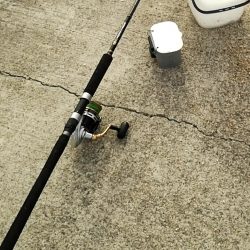 キス3　チャリコ5　ネズミゴチ1