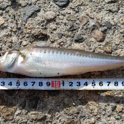 キスの顔が見れた