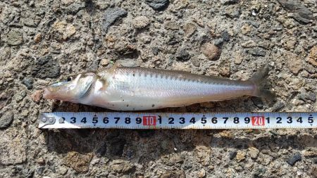 キスの顔が見れた