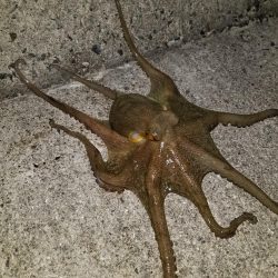 タコ釣り
