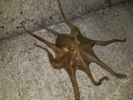タコ釣り