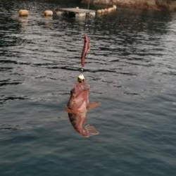 キジハタ調査２２