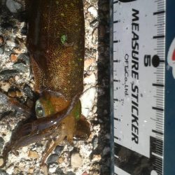 日本海アオリイカ成長中