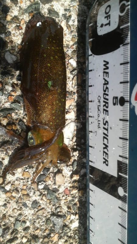 日本海アオリイカ成長中