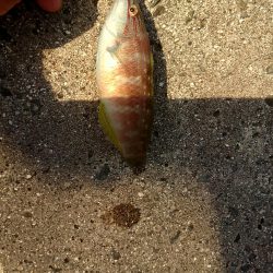 ロックフィッシュ