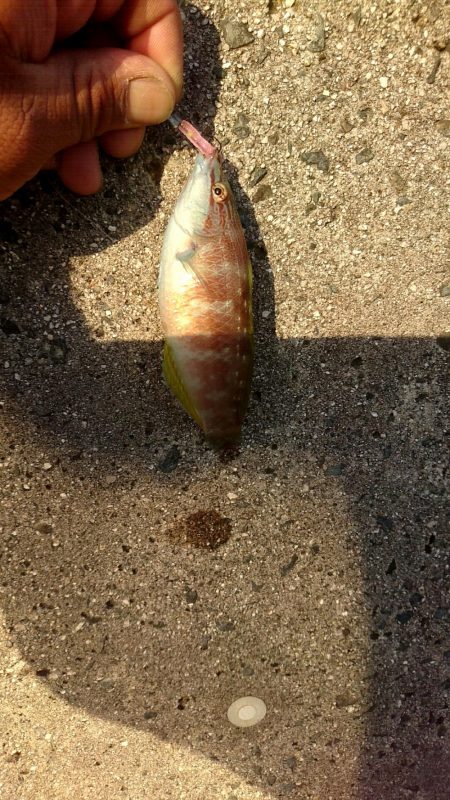 ロックフィッシュ