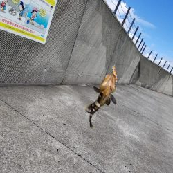ライトショアジギング(芳養漁港周辺への釣行)