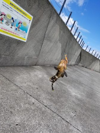 ライトショアジギング(芳養漁港周辺への釣行)