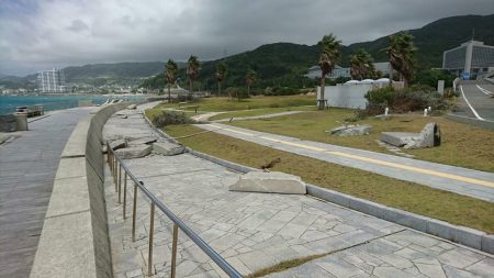 台風20号による翼港施設閉鎖について