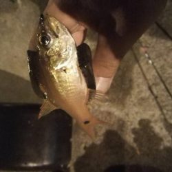 焼津港　1時間ほどアジング