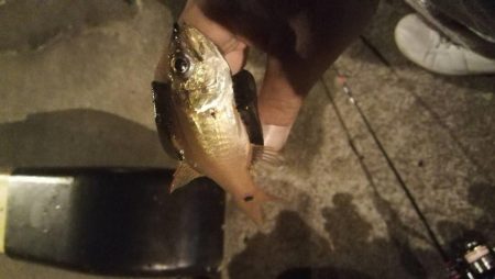 焼津港　1時間ほどアジング