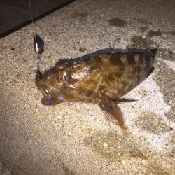 久々のガシラで嬉しかった。