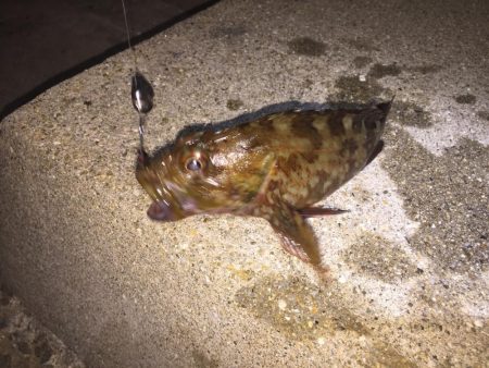 久々のガシラで嬉しかった。