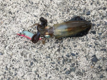 やっぱり小さい