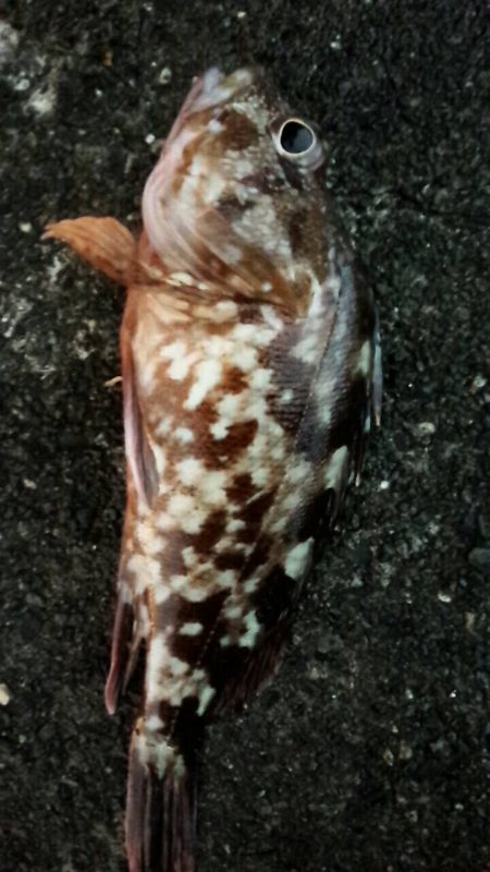 餌釣りでカサゴやアナゴ