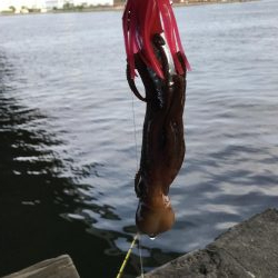 エギとタコジク合体してみた