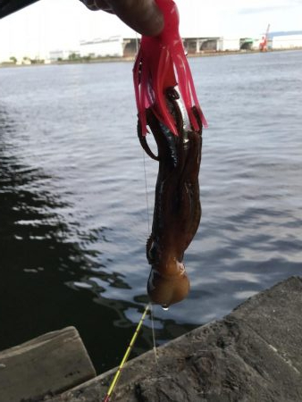 エギとタコジク合体してみた