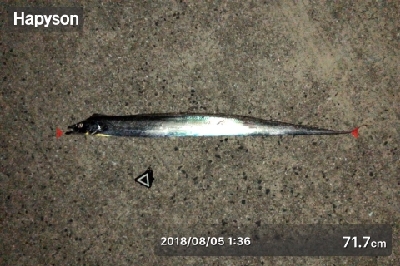 タチウオワインド