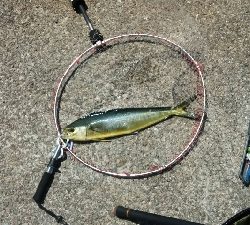 ペンペン元気！