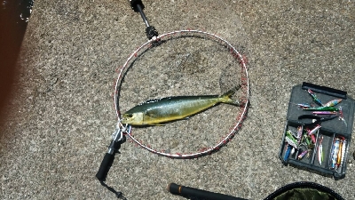 ペンペン元気！