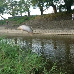 久々にハス(ケタバス)釣り