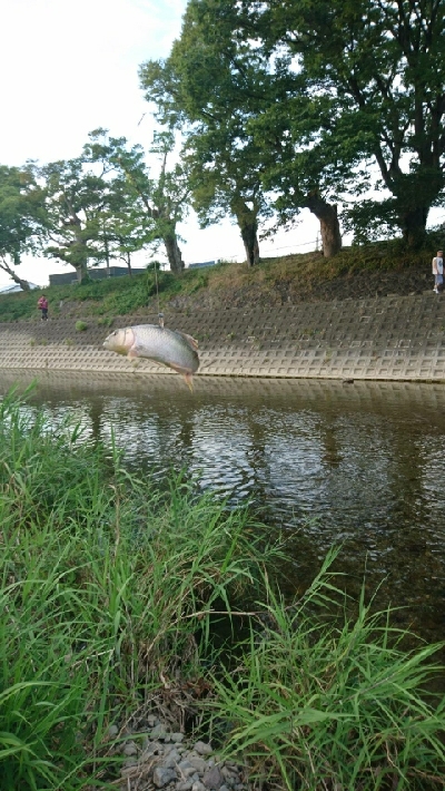 久々にハス(ケタバス)釣り