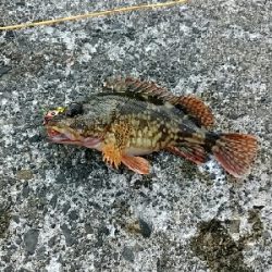 日本海釣行(二日目)