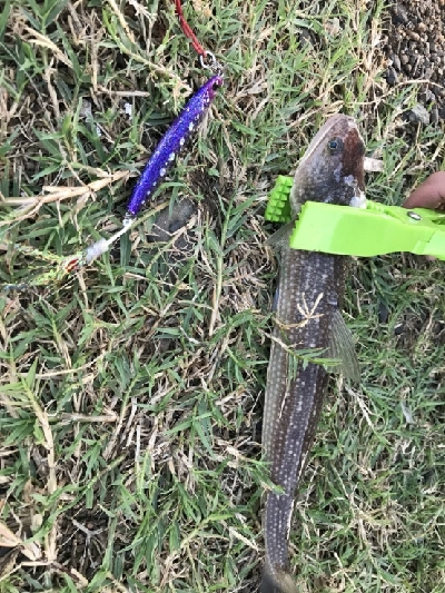 敦賀でショアジギング