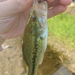 お盆最後にハス(ケタバス)釣り