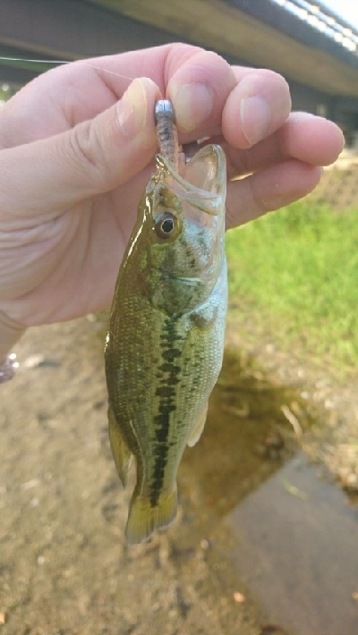お盆最後にハス(ケタバス)釣り