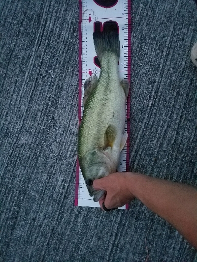 夕マズメ50有り無し