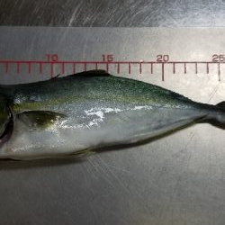 やっぱり生き餌が一番