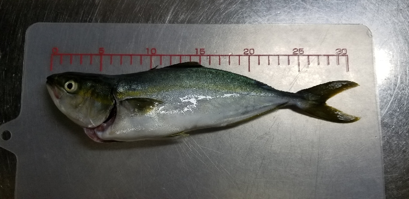 やっぱり生き餌が一番