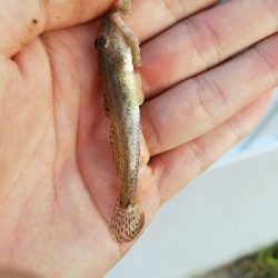 はぜ釣り ~キビレも多い~